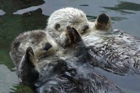 Otters Hold Hands While Sleeping So They Don T Float Away From Each Other Too Cute Hayvanlar Evcil Hayvanlar Hayvanlar Alemi