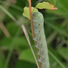 Image result for Sida serratifolia