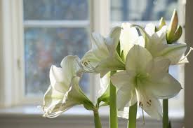 Get best indoor house plants delivered to your door. 10 Of The Most Beautiful Indoor Flowering Plants