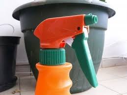 Foliar Feeding With Calcium How To Make Your Own Calcium Fertilizer Living Stone Plant Foliar Spray Stone Plant