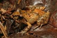 Image result for Pristimantis gladiator