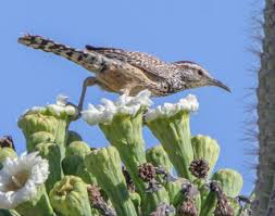 90 homes for sale in cactus wren mobile park, mesa, az. Campylorhynchus Brunneicapillus Cactus Wren Discover Life Mobile