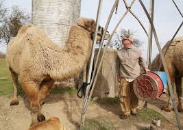 Rampaging camel kills two at animal sanctuary: Valley Mills Rancher Provides Camels For Texas Live Nativity Scenes Local News Wacotrib Com