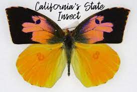 California state insect dogface butterfly. The State Insect Of California The California Dogface Butterfly Owlcation