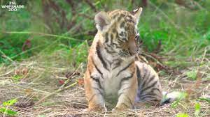 Amur tigers at whipsnade zoo, england. Cub Update Watch Our Amur Tiger Cubs Adorable First Moments Zoological Society Of London Zsl