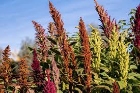 Image result for Amaranthus
