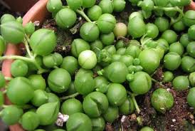 Image result for Penaeaceae