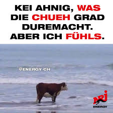 Energy Zurich Kopf Hoch Kuh Alles Wird Gut Facebook