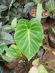 Image result for Remusatia