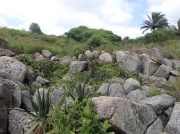 Image result for Ceratotheca integribracteata