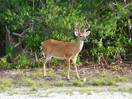 Materials are generally available through interlibrary loan or from our circulating collection. Fauna Of Florida Wikipedia