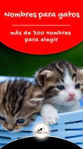Pin En Nombres Para Gatos
