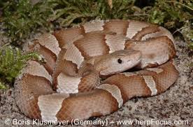 We did not find results for: Agkistrodon Contortrix The Reptile Database