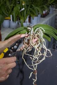 Da die orchidee die beliebteste zimmerpflanze ist, sollte sie auch in regelmäßigen abständen umgetopft werden. Orchideen Umtopfen Orchideen Wichmann De Hochste Gartnerische Qualitat Und Erfahrung Seit 1897