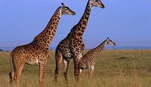 What Animals Live In Africa Weird Animal Facts Weird Animals Animal Facts