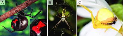 Misidentification may lead to using the wrong products and techniques, costing you time and money. Representative Pigmentary Coloration On Spiders A Black Widow Download Scientific Diagram