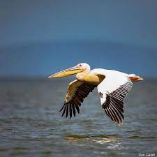 a great white pelican flies over lake naivasha these powerful flying birds can be found in many parts of africa birds flying sea birds pelican