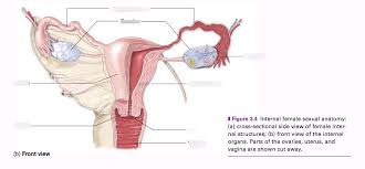 Find female human anatomy internal organs diagram stock images in hd and millions of other female human anatomy, internal organs diagram, physiology, structure, medical profession. Internal Female Anatomy Front Diagram Quizlet