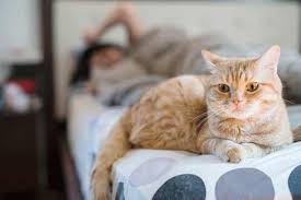 A cat who has overheated may begin to hypersalivate. Why Is My Cat Drooling In The Car And Should I Be Worried Traveling With Your Cat
