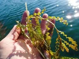 Image result for Potamogetonaceae