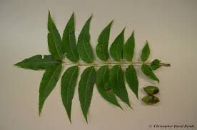 Image result for Carya illinoinensis