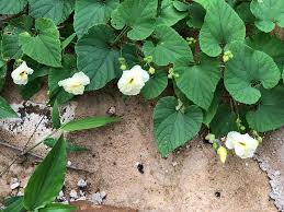 Image result for Savannosiphon euryphyllus