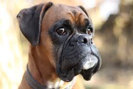 Boxer puppies available now near me. How Much Does It Cost To Buy Care For A Boxer Dog Petsgetstarted