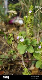 Image result for Justicia anagalloides