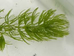 Image result for Ceratophyllaceae