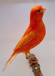 Pin On Canaries