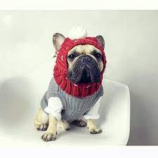 Pin On Frenchie
