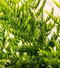 Image result for Pteris dentata