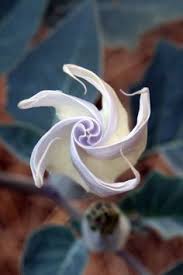 We did not find results for: 12 Awesome Flowers Ideas Flowers Amazing Flowers Beautiful Flowers