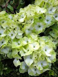 Hydrangea In Shades Of Lime Green And White Hydrangea Garden Planting Hydrangeas Hydrangea Landscaping