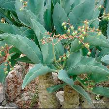 Image result for Cyphostemma jaegeri