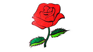 To begin, let's remember that a rose is composed of petals that. How To Draw A Rose Step By Step Draw Rose Flower Page 3 Of 3 The Soft Roots