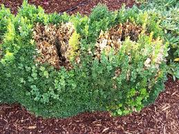 Great as an accent or specimen plant, or for use as a low to medium hedge. Midwest Gardening Plant Spotlights