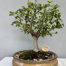 Image result for Galpinia transvaalica
