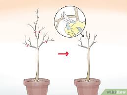 The right fertilizer for potted ficus plants is one that is rich in nitrogen and is water soluble or liquid. How To Prune A Standard Or Potted Fig Tree 5 Steps