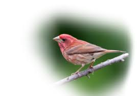 Black And White Spotted Bird Ontario How Do You Tell A House Finch From A Purple Finch Wild Birds Ontario Birds Finch