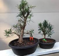 Dwarf Chinese Podocarpus Bonsai Tree – Bella Bonsai Nursery