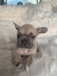 All pricing listed on this website does not include applicable sales and use tax. French Bulldog Puppies For Sale Virginia Beach Va 342953