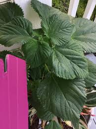 Image result for Boehmeria macrophylla