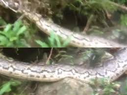 Check spelling or type a new query. Video Warga Menemukan Ular Berukuran Raksasa Di Dalam Hutan Di Labuhan Batu Sumut Indozone Id