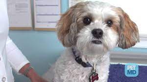 Although pinning down exactly what it is within raisins that causes the toxic reaction is not yet known, it is still a good idea not to let your dog eat them just in case. Can Dogs Eat Grapes And Raisins Petmd