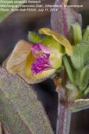 Image result for Polygala senensis