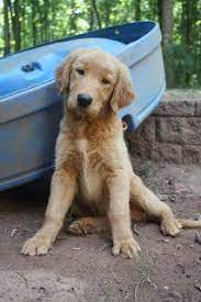 See puppy pictures, health information and reviews. Back In The Saddle Old Golden Retriever Golden Retriever Service Dogs