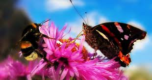Eusocial bees such as honey bees need an abundant and steady pollen. Battle Of The Pollinators Butterflies Vs Bees Science In The Classroom