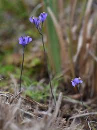 Image result for Burmannia