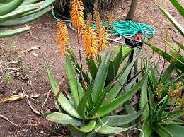 Image result for Euphorbia dawei